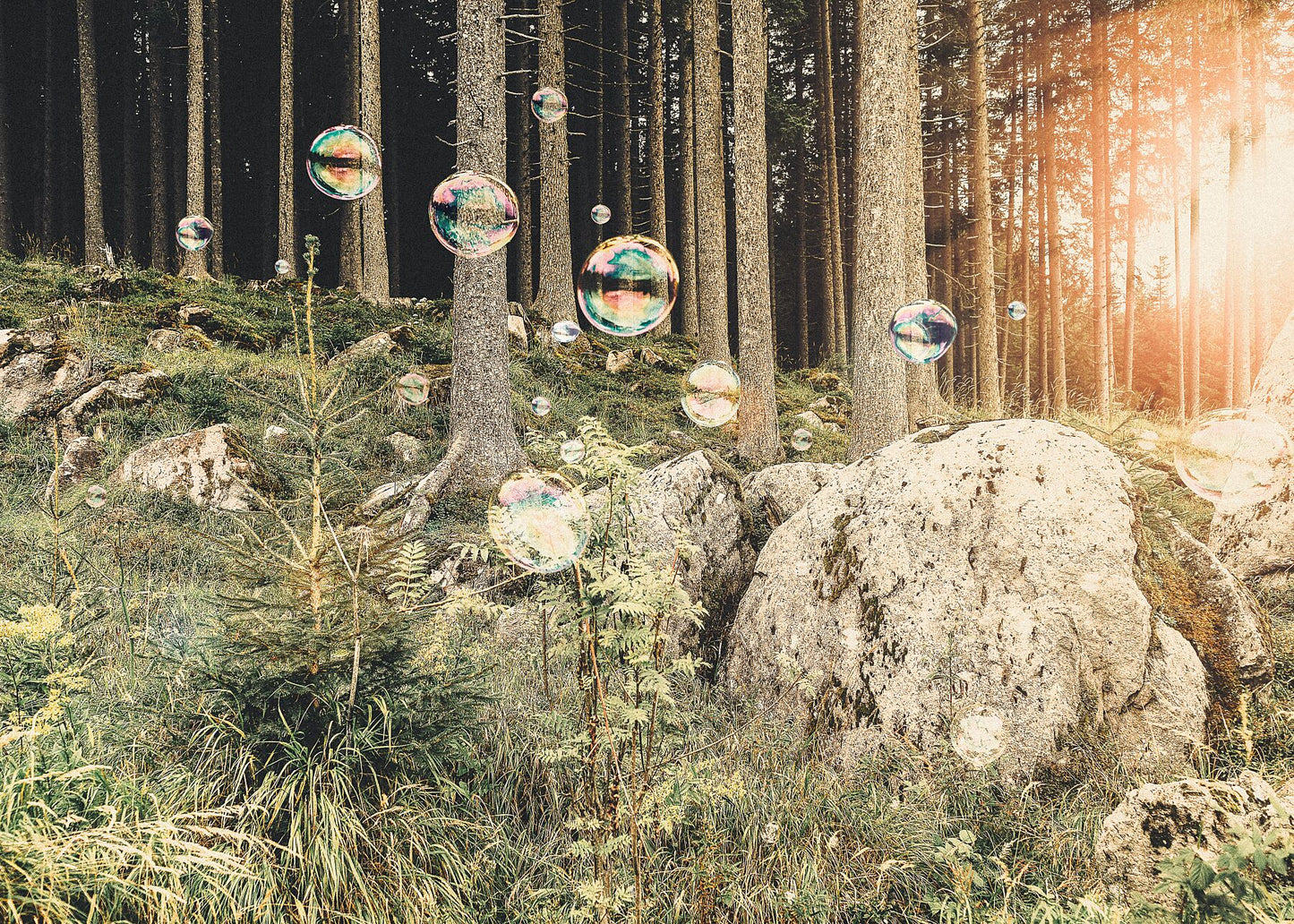 Soapbubble Studies // Il Bosco Che Suona, Italy