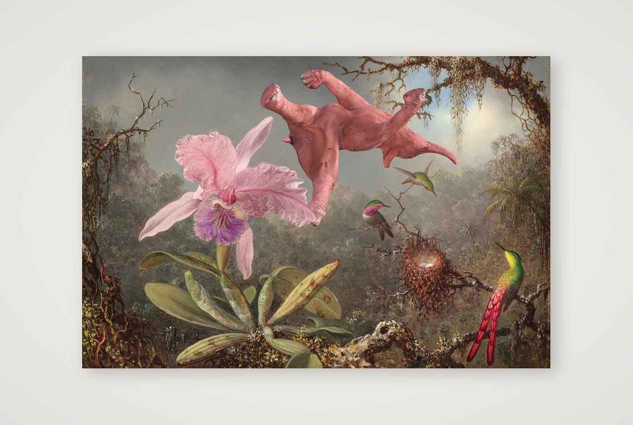Dream On // 1 Orchid 3 Hummingbirds and 1 Pink Elephant — 45×30cm, 18×12" Print only