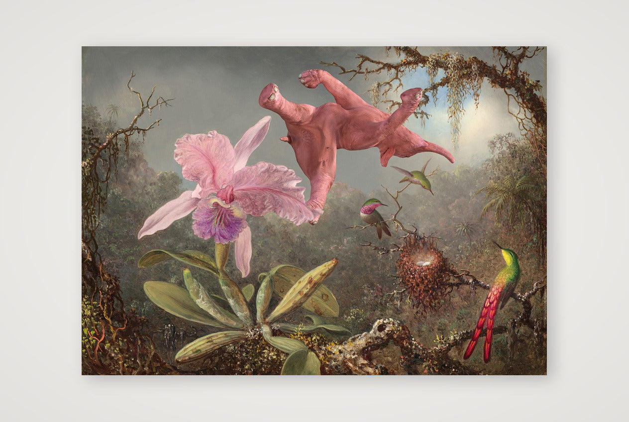 Dream On // 1 Orchid 3 Hummingbirds and 1 Pink Elephant — A4 (30×21cm, 12×8") Print only