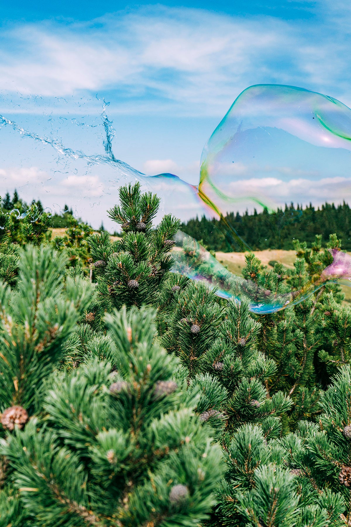 Soapbubble Studies // Rax 26 III – Limited Edition Print