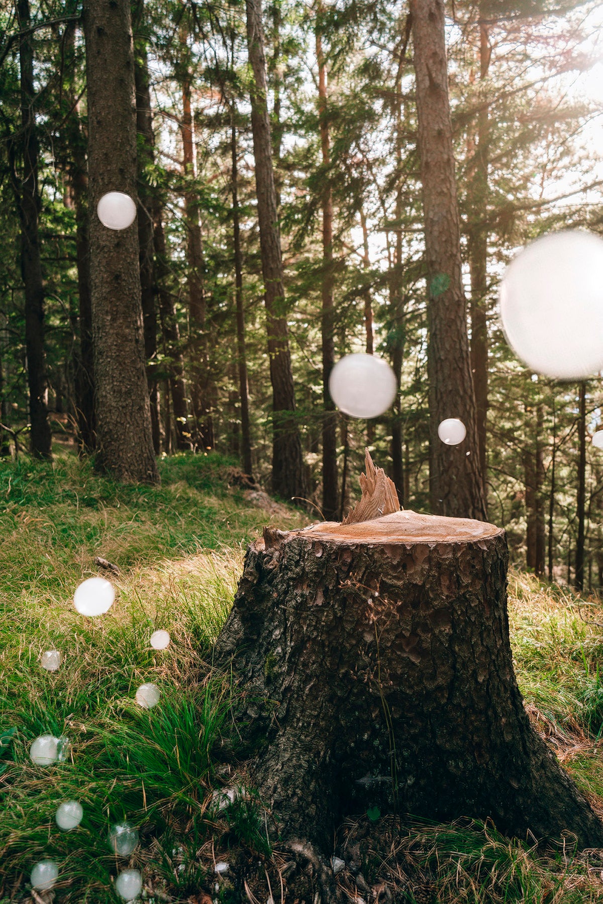 Soapbubble Studies // Hohe Wand, Forest II 26 – Limited Edition Print