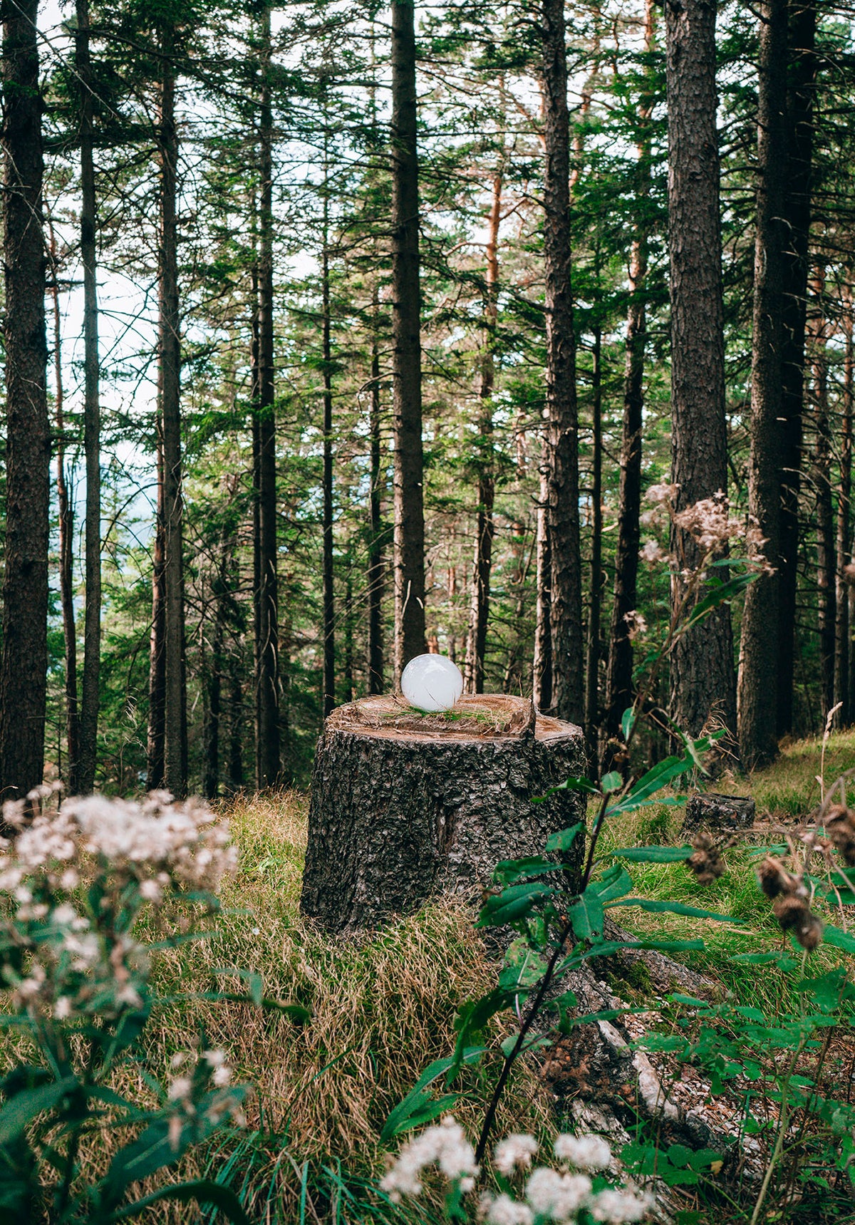 Soapbubble Studies // Hohe Wand, Forest III 26 – Limited Edition Print